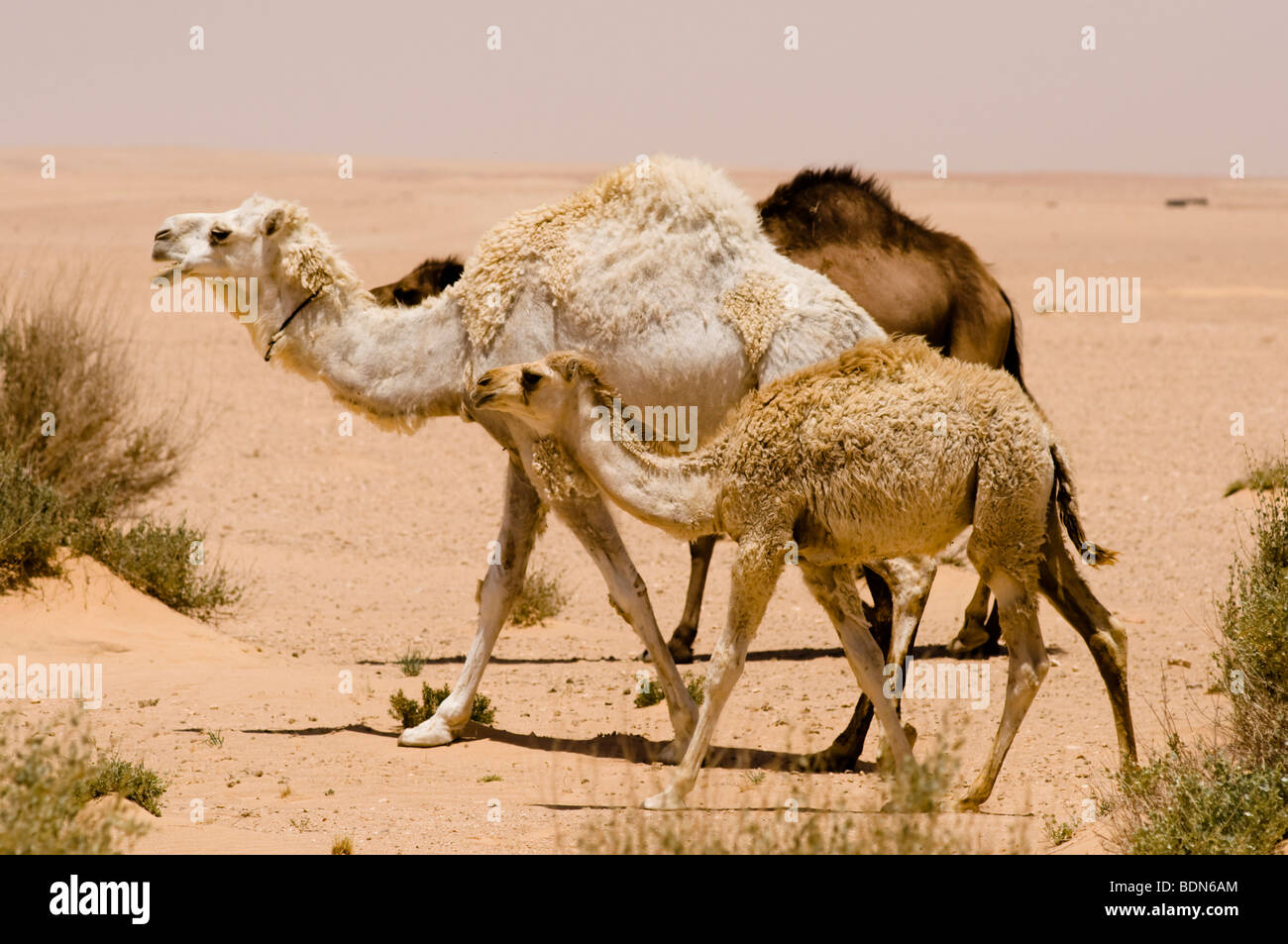 Un bianco cammello madre cammina con il suo vitello giovane nel deserto siriano. Foto Stock