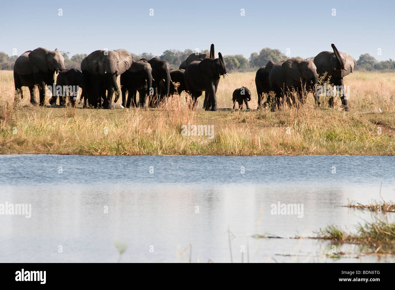 Allevamento di grande branco di elefanti africani con neonato a piedi riverbank in erba alta in Botswana Foto Stock