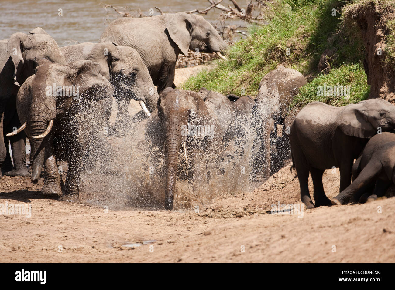 Elefante africano mandria 1 eseguito mediante spruzzi d'acqua dopo l'uscita dal fiume nel Masai Mara del Kenya Foto Stock
