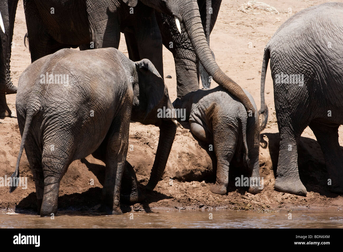 Esaurito baby elephant sdraiato sul ripido riverbank, madre protettiva elephant trunk di appoggio sul baby torna Masai Mara Kenya Foto Stock