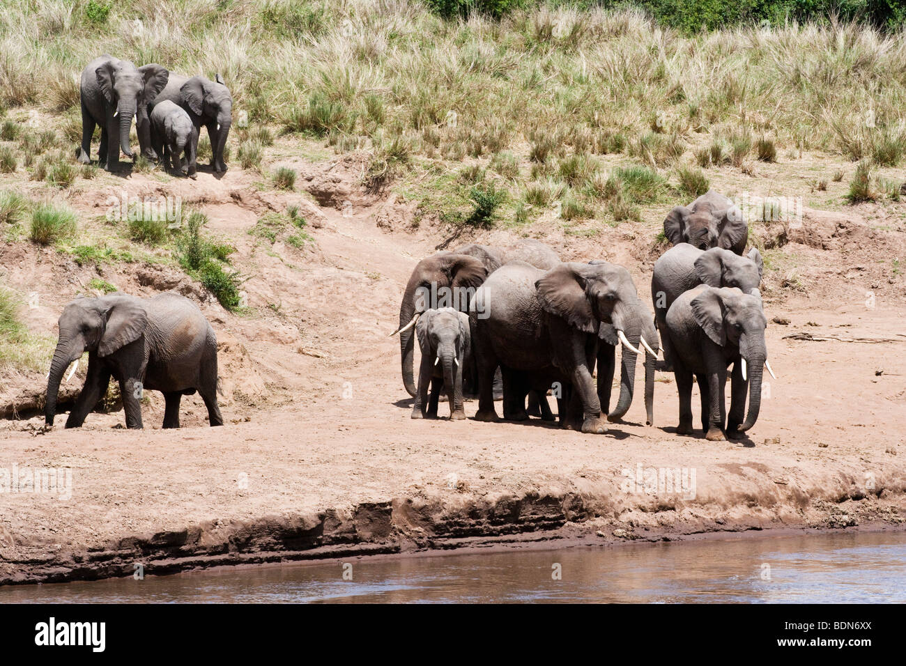 Wild una mandria di elefanti con bambini piccoli arriva al fiume per bere e giocare nel Masai Mara del Kenya Foto Stock