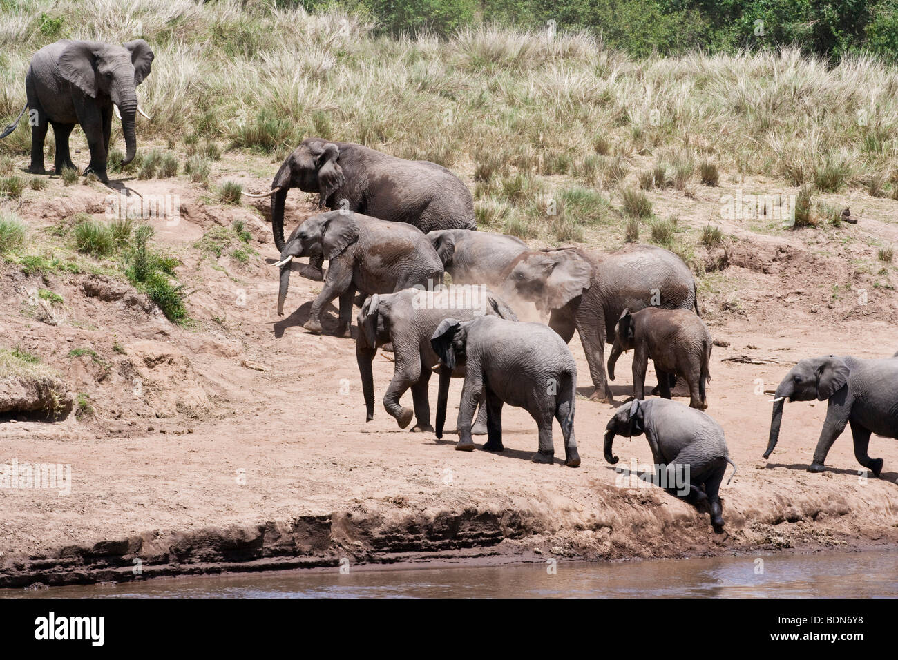 Wild Elefante africano allevamento con bambini piccoli a piedi su per la collina in linea dal fiume per seguire la matriarca baby si inerpica ripido sporcizia bank Masai Mara Kenya Foto Stock