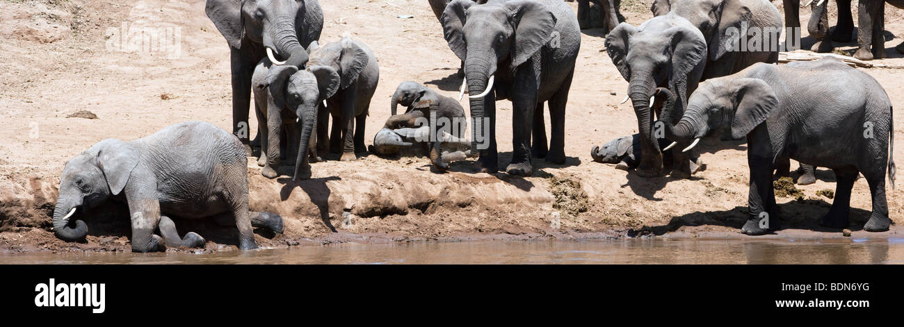 Wild una mandria di elefanti, madri e bambini piccoli, grande famiglia di elefante, arriva al fiume di Mara di bere acqua e il gioco dei Masai Mara del Kenya Foto Stock