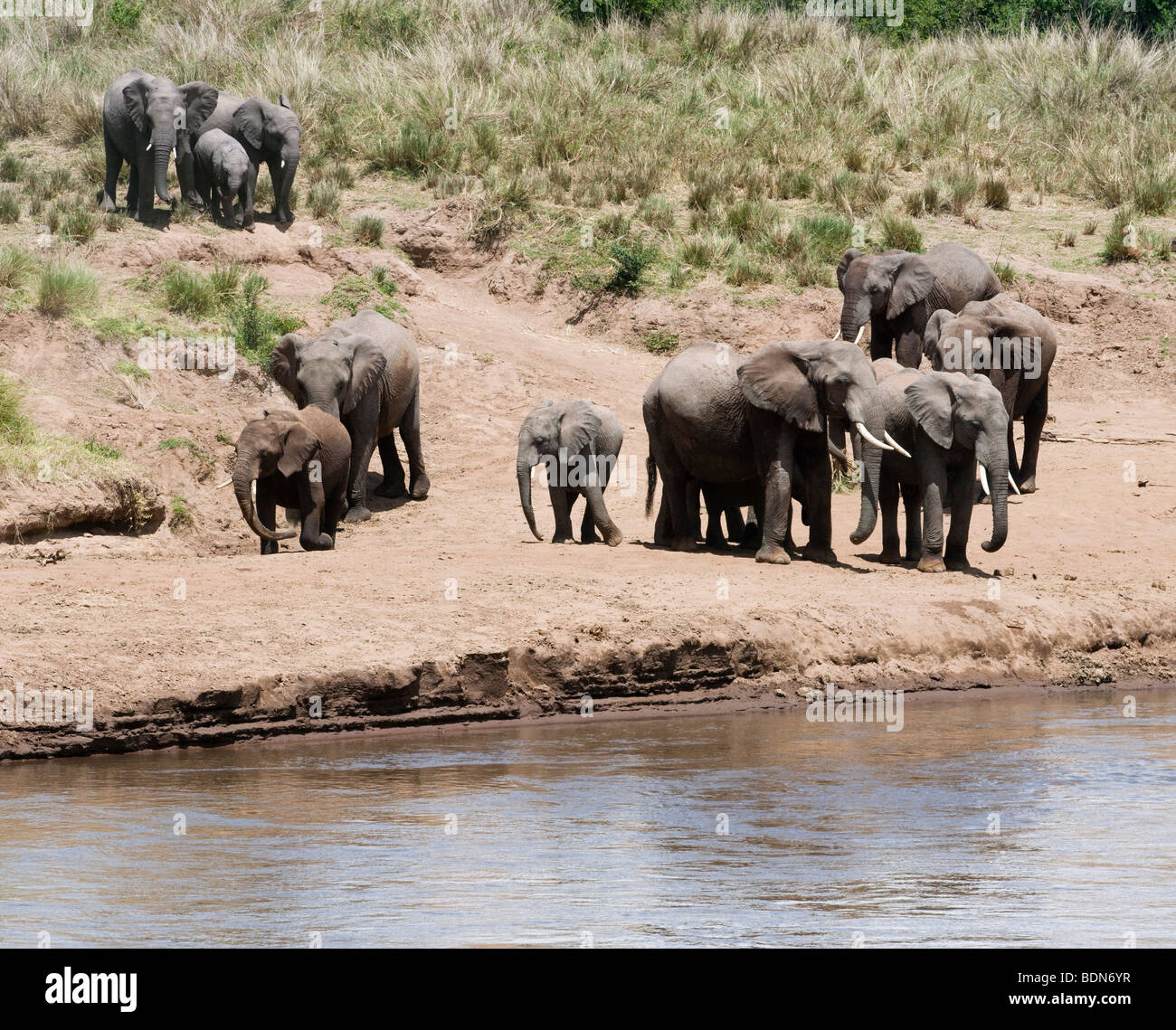 Wild una mandria di elefanti con bambini piccoli arriva al fiume per bere e giocare nel Masai Mara del Kenya Foto Stock
