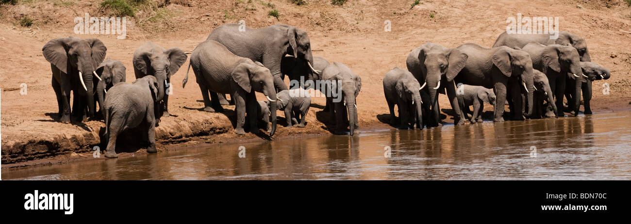 Grande Elefante africano allevamento con bambini piccoli sul mara riverbank acqua potabile tramonto riflessioni nel fiume Masai Mara esperienza safari Kenya Africa Foto Stock