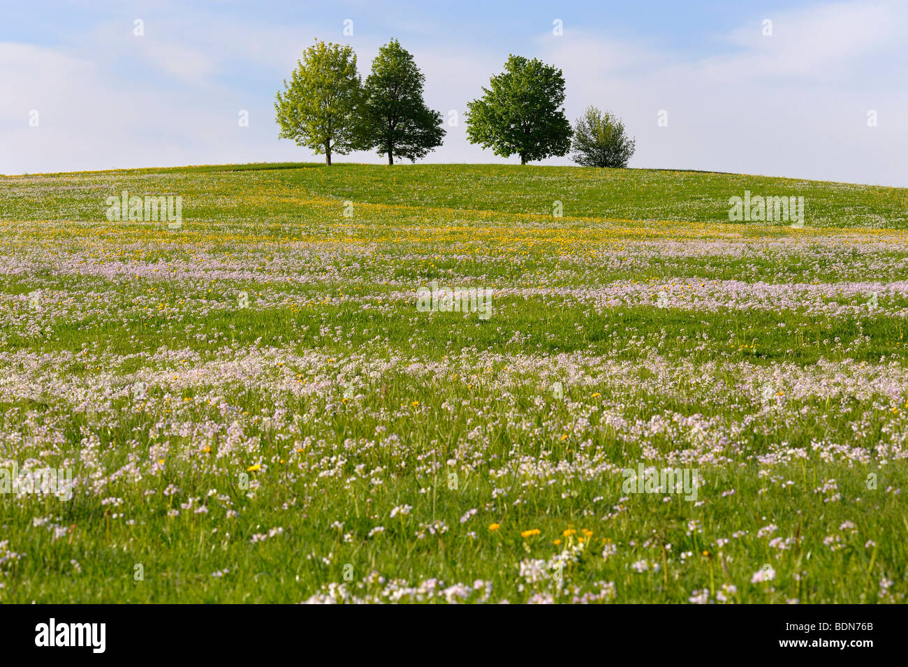 Gruppo di alberi con molla prato, Aitrang, Ostallgaeu, Baviera, Germania, Europa Foto Stock