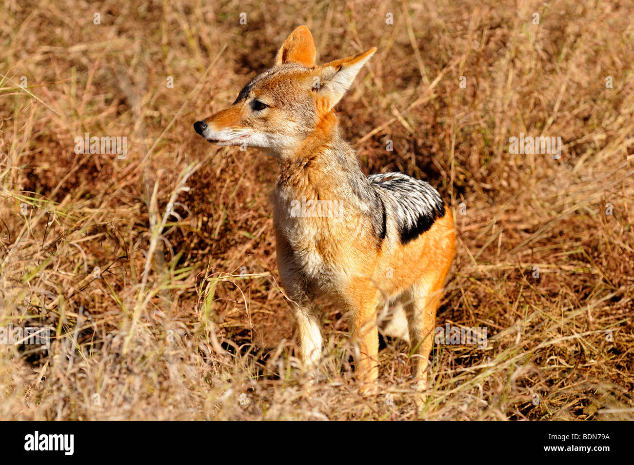 Nero-backed jackal o argento-backed Jackal, Canis mesomelas, Madikwe Game Reserve, Sud Africa Foto Stock