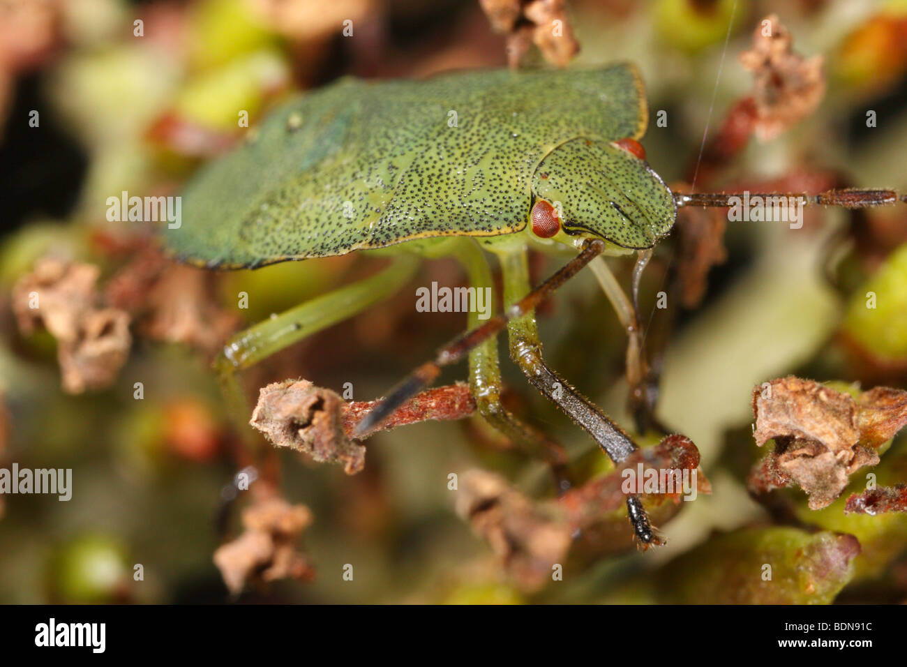 Palomena prasina, la protezione verde bug. Questo è un tardo instar larva. Foto Stock