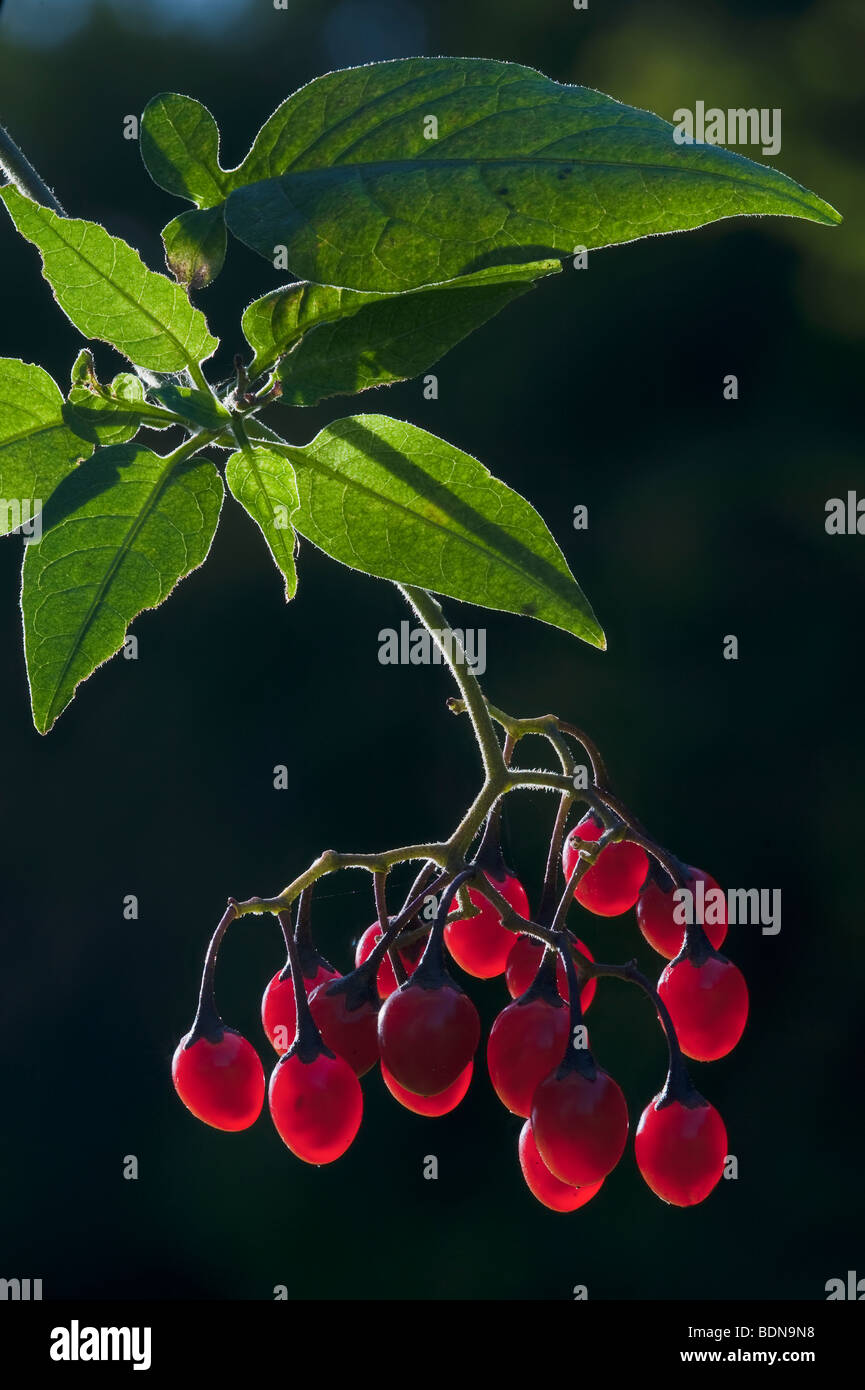 Agrodolce Solanum dulcamara velenose bacche di frutti di bosco Foto Stock