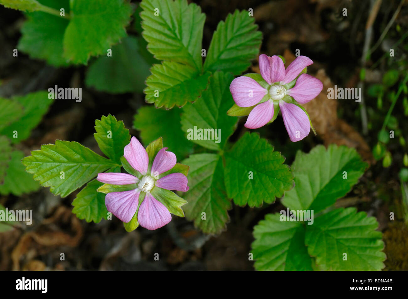 Il lampone artico (Rubus arcticus), la fioritura delle piante. Foto Stock