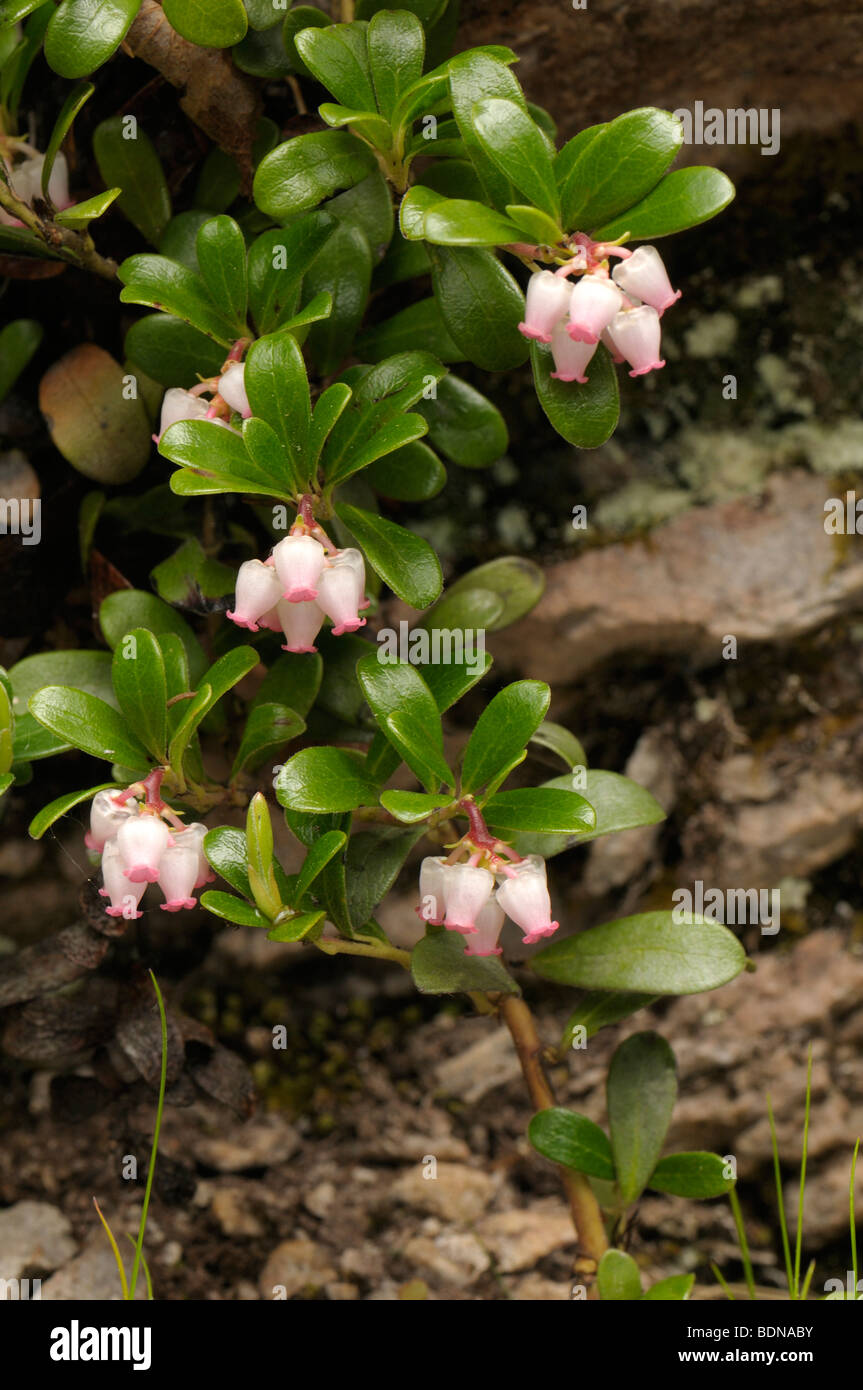 Comune di Uva ursina, Mirtillo Rosso (Arctostaphylos uva-ursi), la fioritura delle piante. Foto Stock