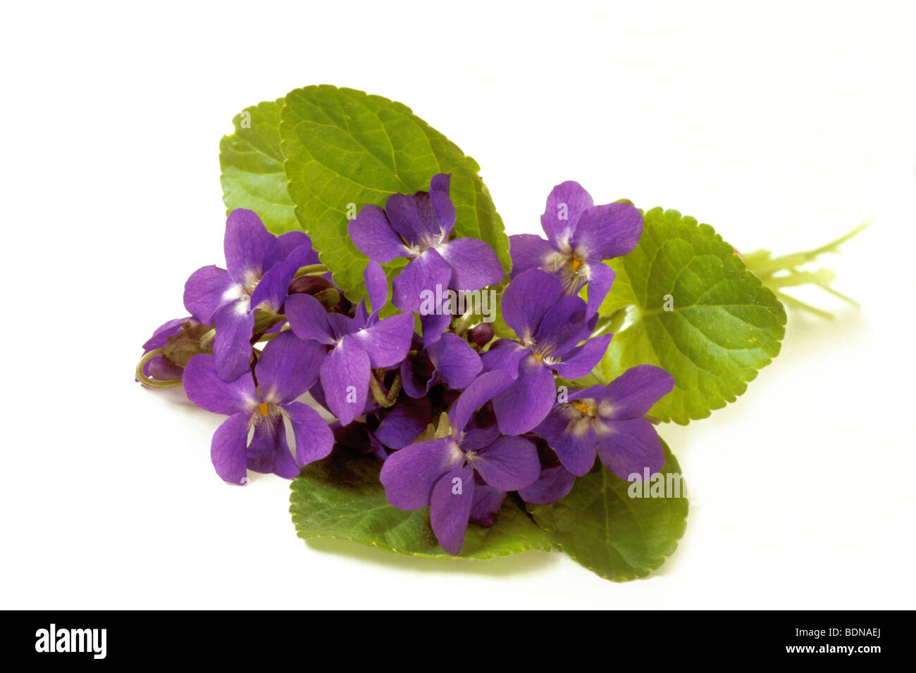 Viola Mammola (Viola odorata), mazzetto, bouquet, studio immagine. Foto Stock