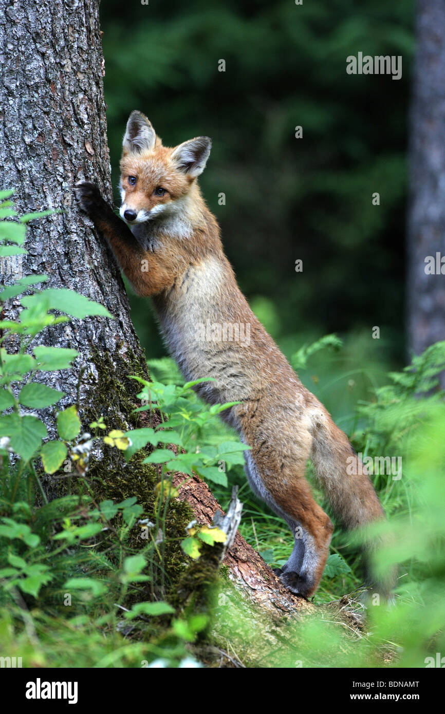 Red Fox (Vulpes vulpes vulpes), i capretti in piedi sulle zampe posteriori contro un albero. Foto Stock