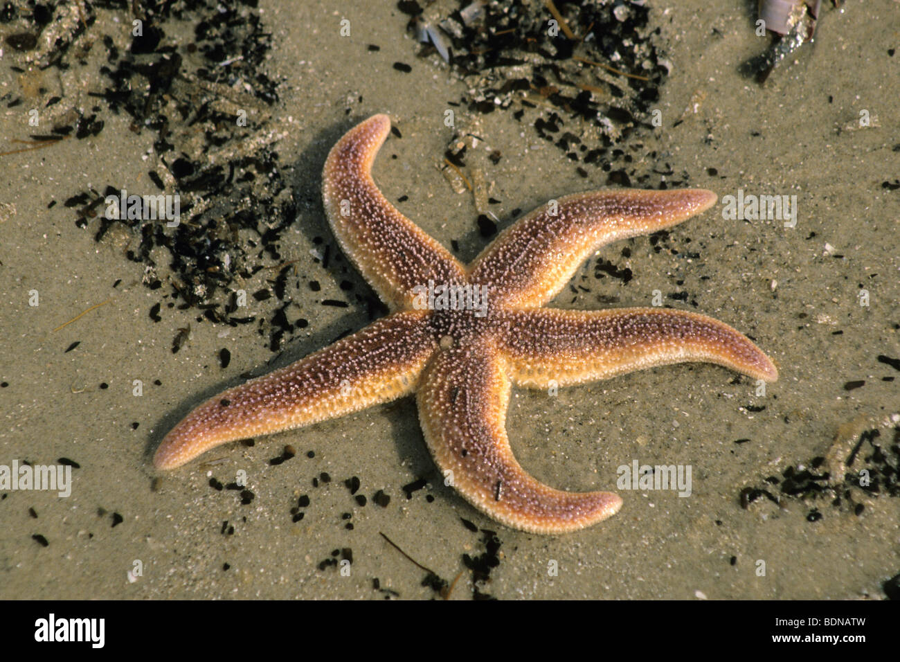 Starfish comune, Politica europea comune in materia di Seastar (Asterias rubens), recante su di una spiaggia di sabbia. Foto Stock