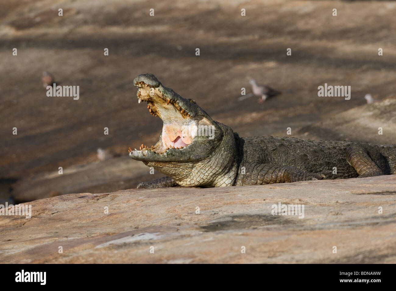 Mugger Crocodile (Crocodylus palustris) basking Foto Stock