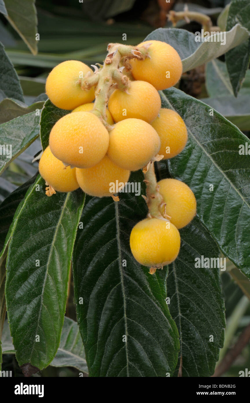 Nespole del Giappone giapponese, Giapponese nespola, Giapponese prugna (Eriobotrya japonica), frutto maturo su una pianta. Foto Stock
