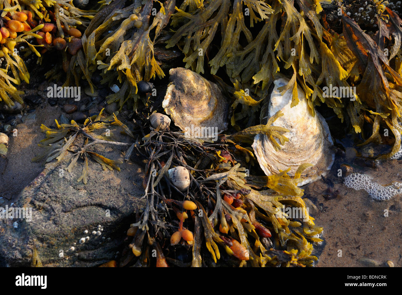Ostriche di lumache e la vescica wrack aggrappati a rocce a bassa marea tramonto al cofano Porta Nova Scotia Foto Stock