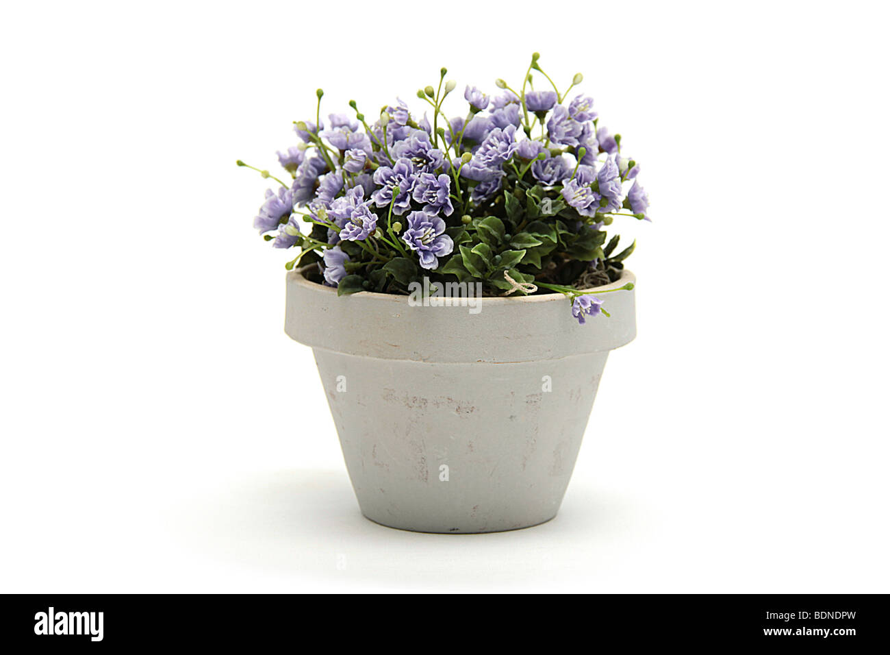 Fiori viola in pentola su sfondo isolato Foto Stock