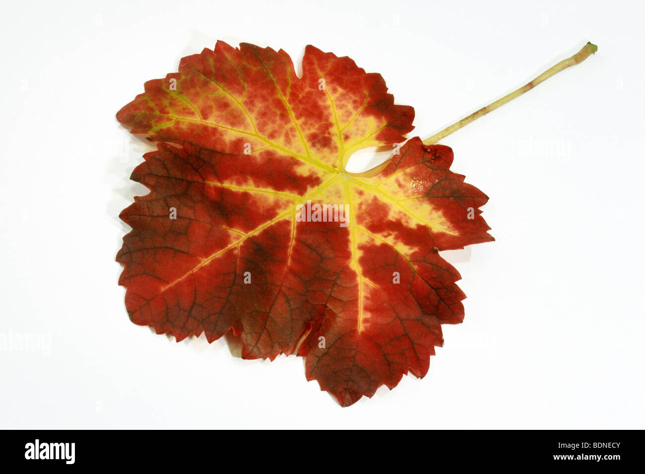 Vite di uva (Vitis vinifera), le foglie in autunno colori, studio immagine. Foto Stock