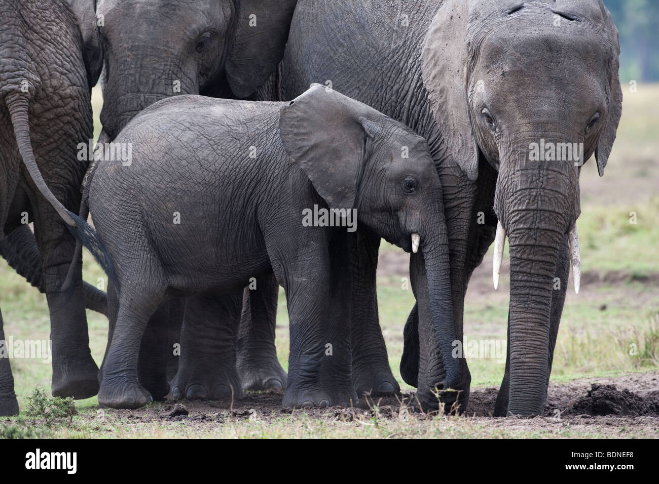 Close up fotografia wild Baby Elephant calf abbracciando la mamma con affetto pendente contro la sua madre nel Masai Mara del Kenya Foto Stock