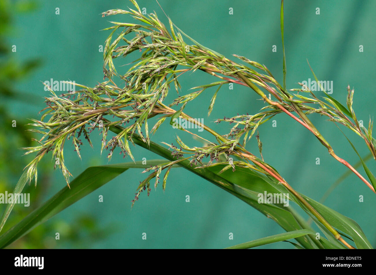 La citronella, CITRONELLA (Cymbopogon citratus, Andropogon citratus), fioritura. Foto Stock La citronella, CITRONELLA (Cymbopogon citratus, Andropogon citratus), fioritura. Foto Stock