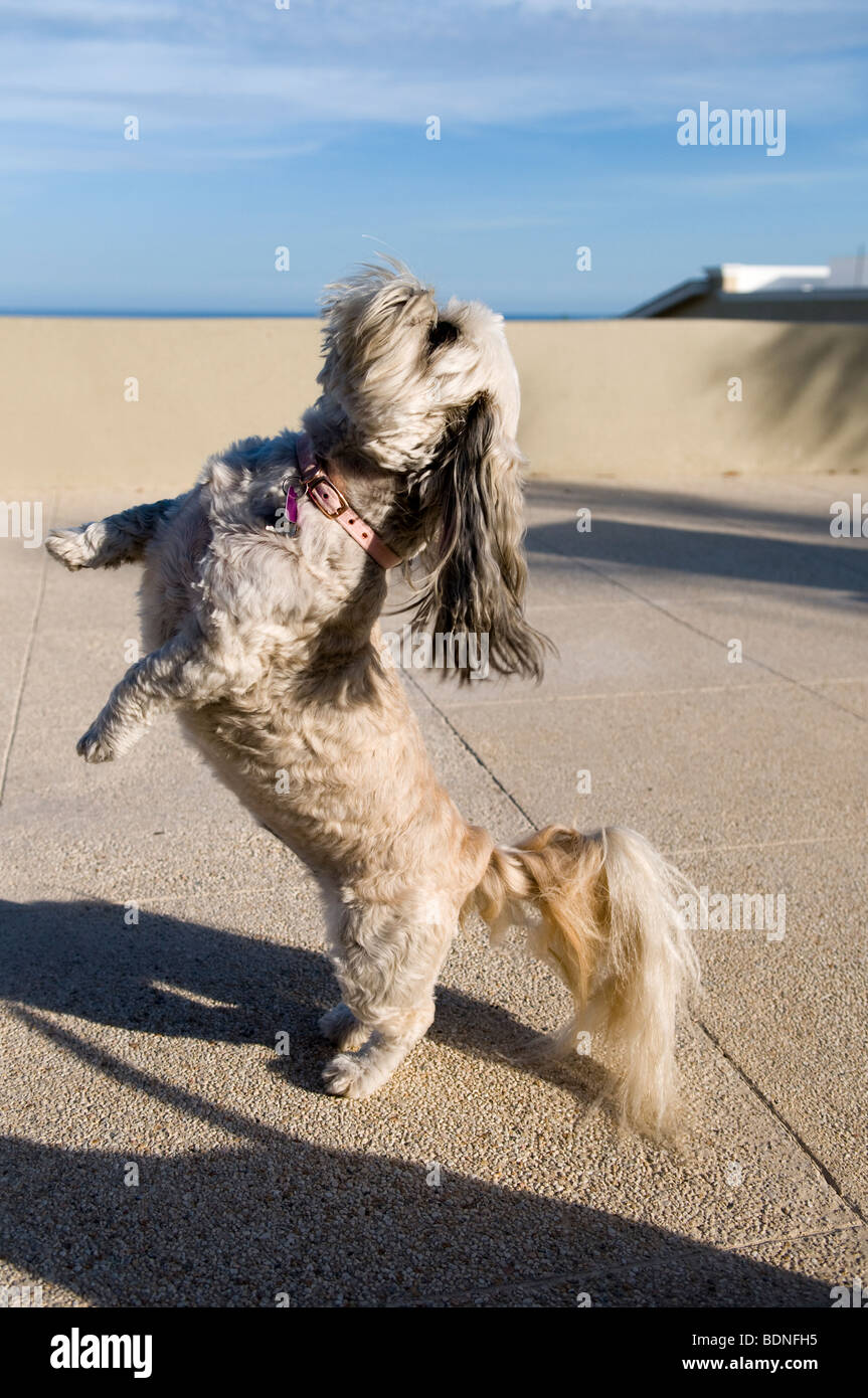 Shih tzu cane, San Jose del Cabo, Baja California Sur, Messico Foto Stock