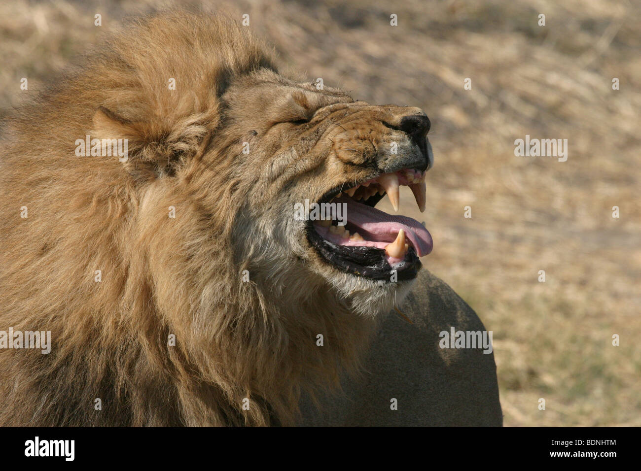 Maschio di leone ruggente come parte di un rituale di legame con un altro maschio prima che sia lotta con una femmina di un altro orgoglio. Foto Stock