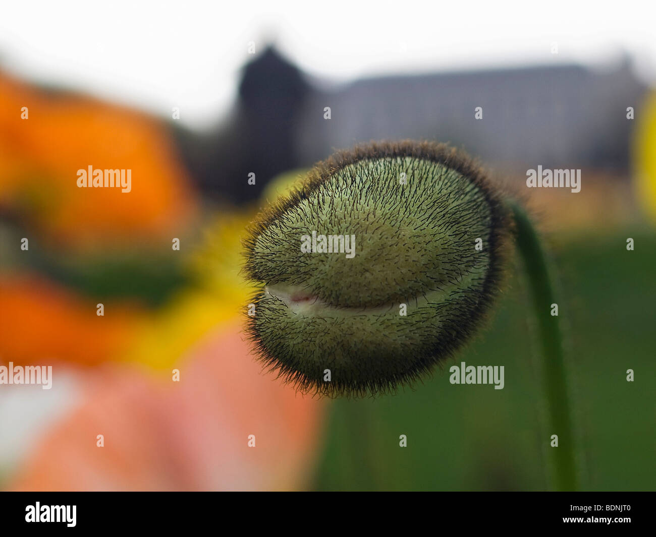 Capsula di papavero, alpino papavero (Papaver alpinum) nel giardino botanico Jardin des Plantes, Parigi, Francia, Europa Foto Stock