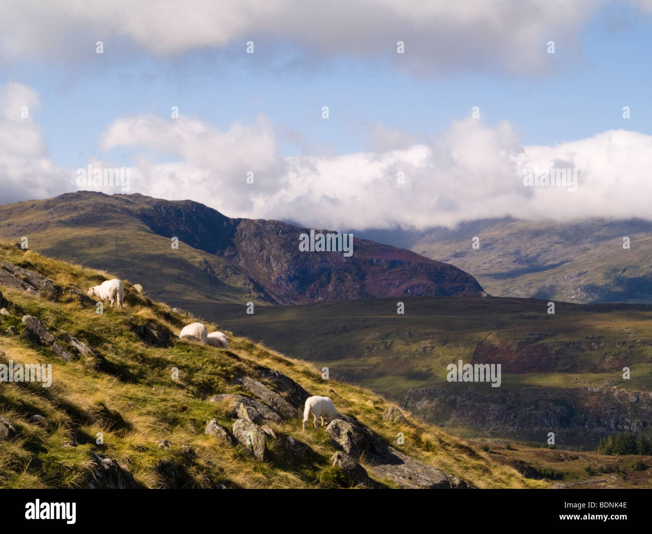 Parco Nazionale di Snowdonia paesaggio di campagna con pecore sul versante di una montagna vicino a Capel Curig North Wales UK Gran Bretagna Foto Stock