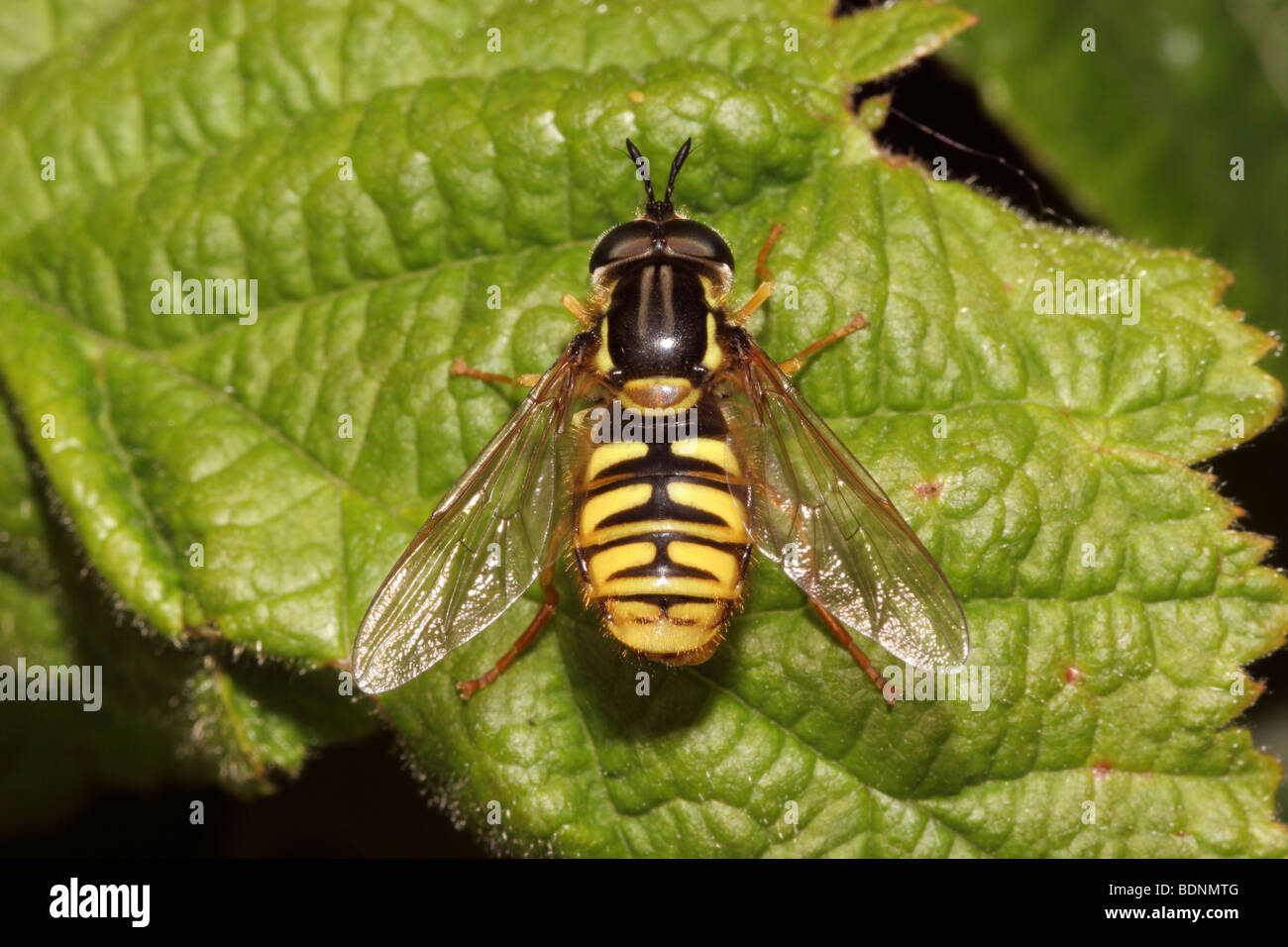 Hoverfly (Chrysotoxum cautum : Syrphidae) uno dei migliori wasp-imita in Europa, Regno Unito. Foto Stock
