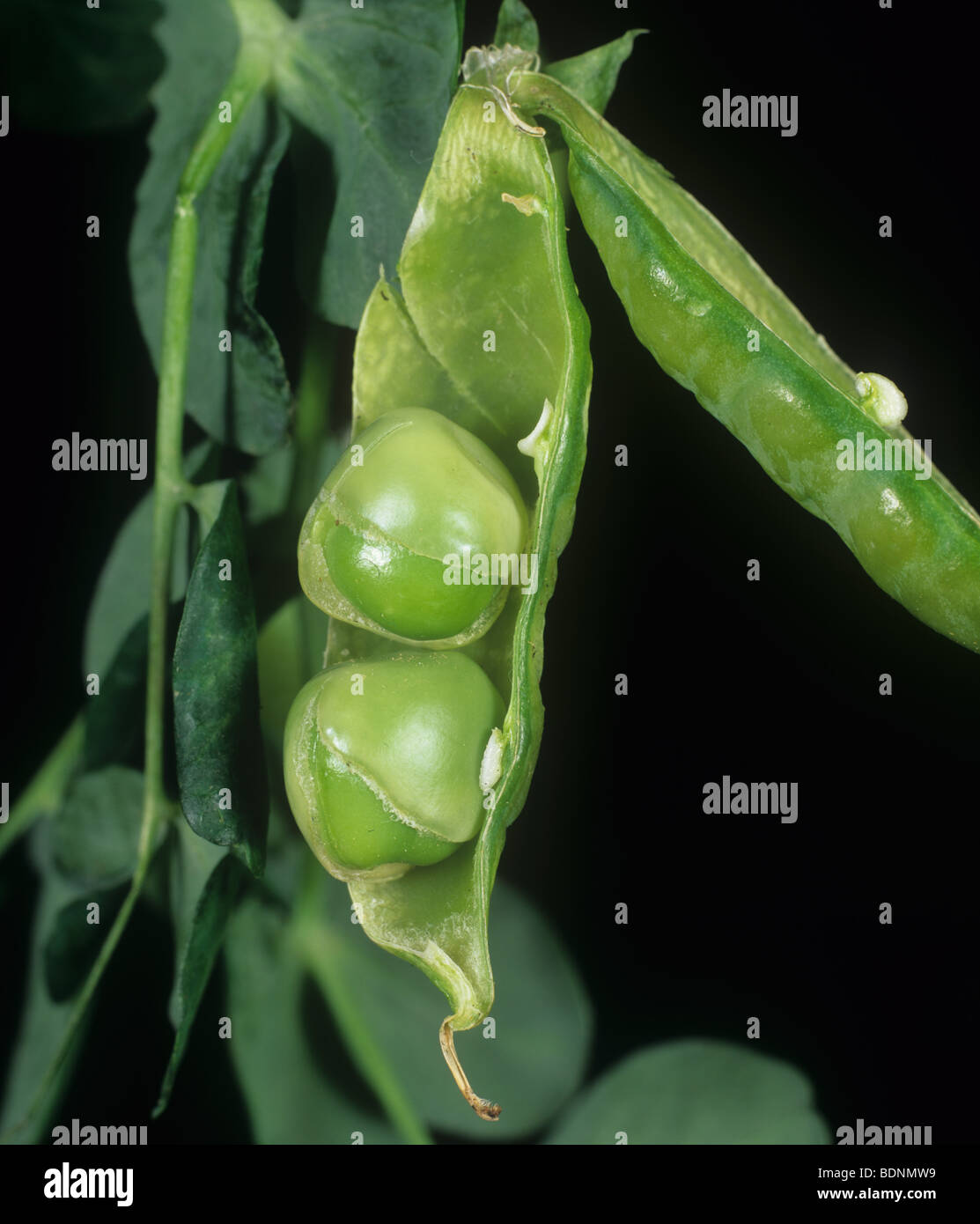 PSbMV (pea seedborne mosaic virus) danni ai piselli nel pod Foto Stock