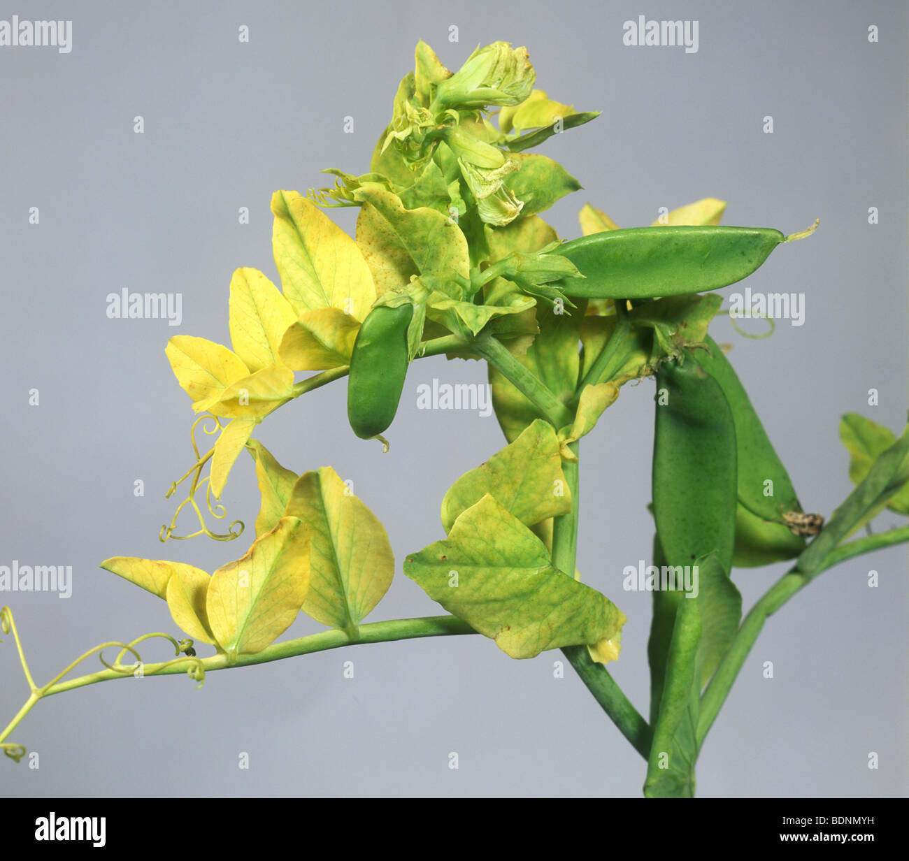 Piselli gialli top virus (PTYV) sintomi su foglie di piselli Foto Stock