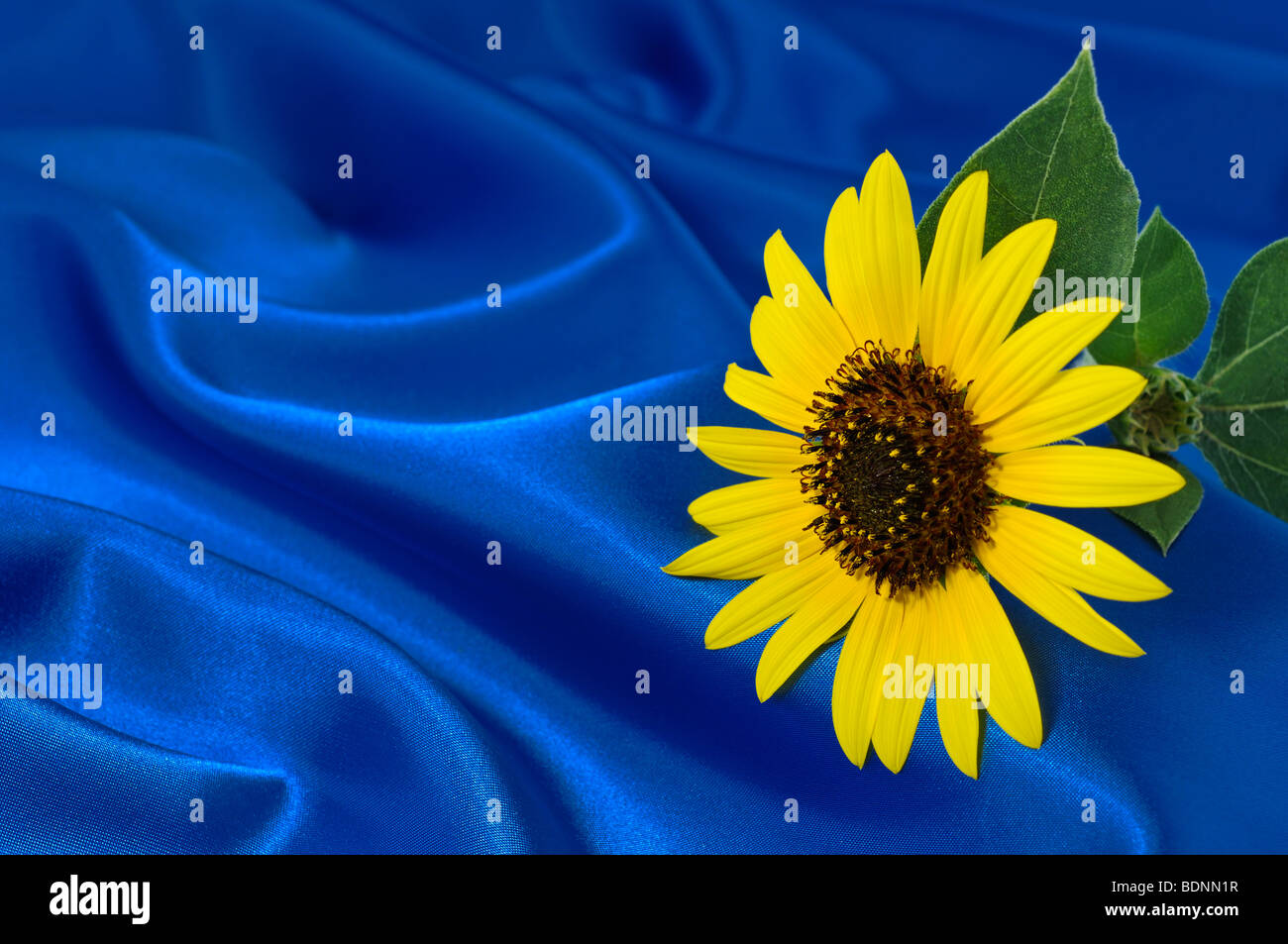 Girasole su seta blu Foto Stock