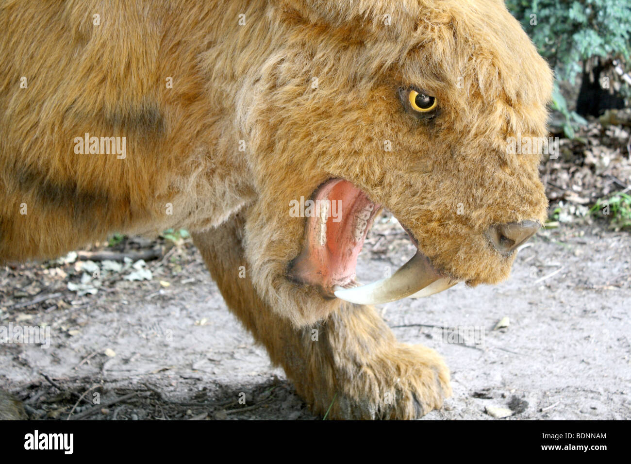 Saber-tigre dentata, parco preistorico, Nowiny Wielkie, Polonia, dimensione reale replica, 2009 Foto Stock
