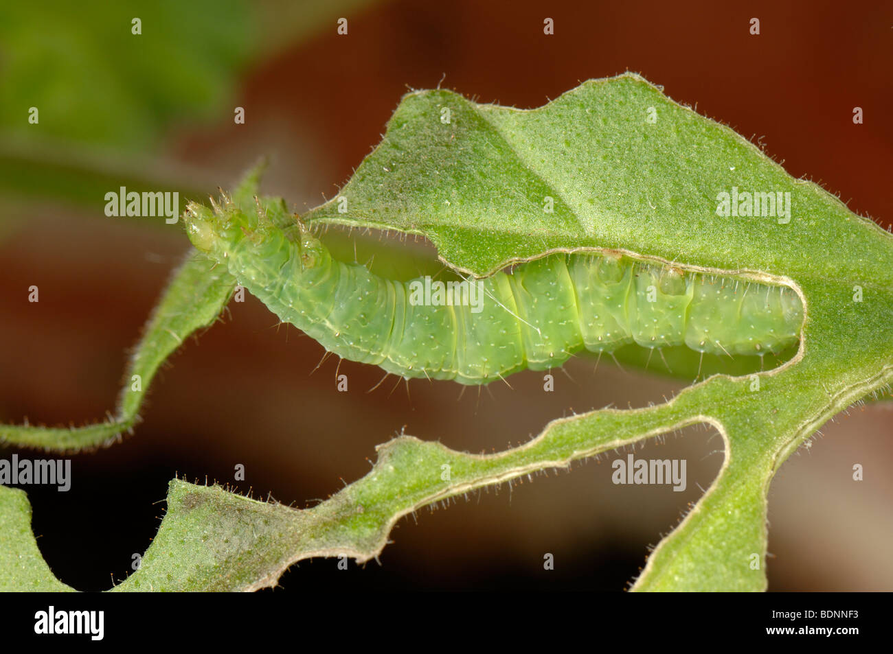 Argento Y moth Autographa gamma caterpillar & danni a un pelagonium zonale Foto Stock