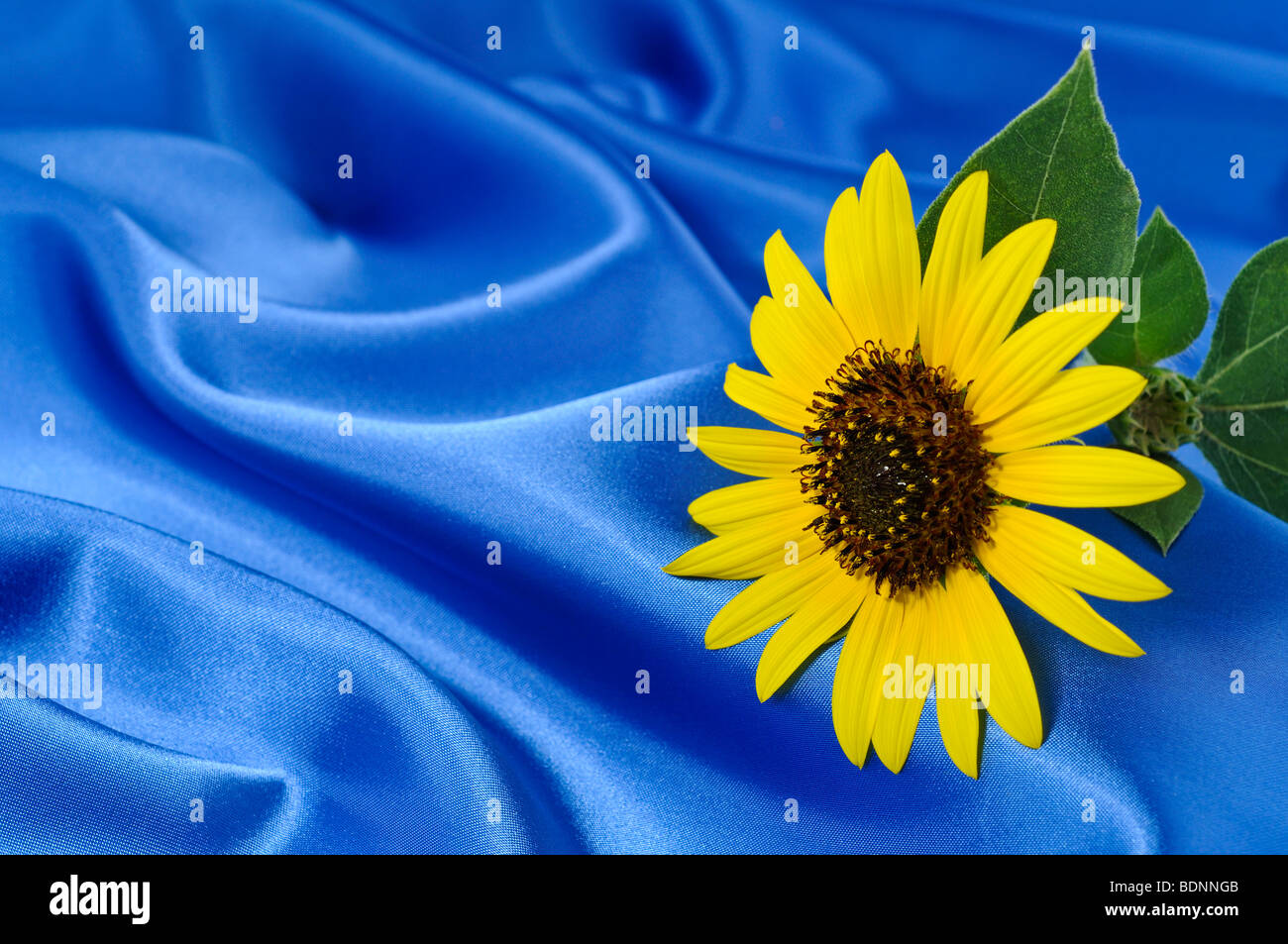 Girasole su seta blu Foto Stock