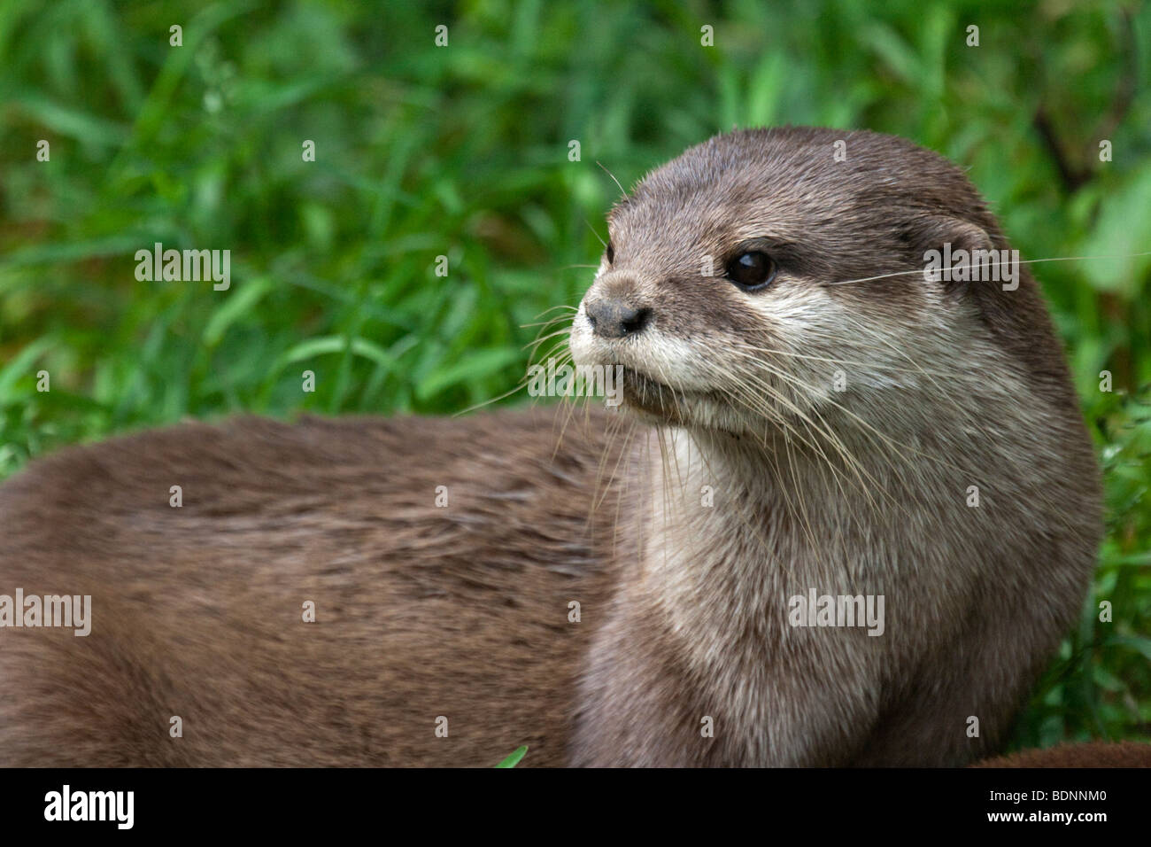Asian breve artigliato Otter Foto Stock