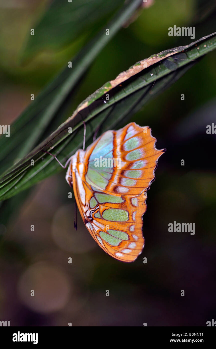 Malachite butterfly (Siproeta stelenes) Foto Stock