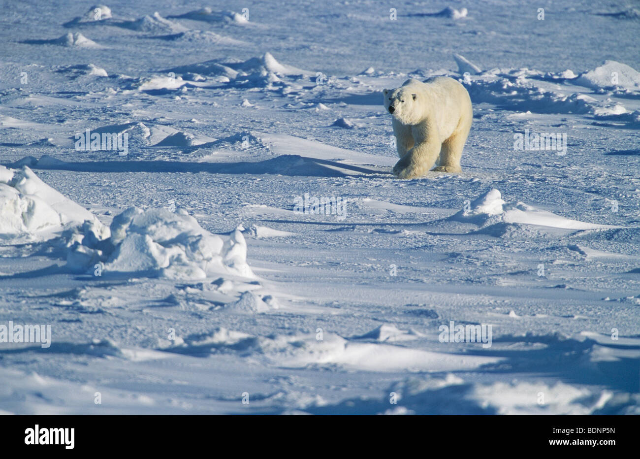 Orso polare a piedi nella neve, Yukon Foto Stock