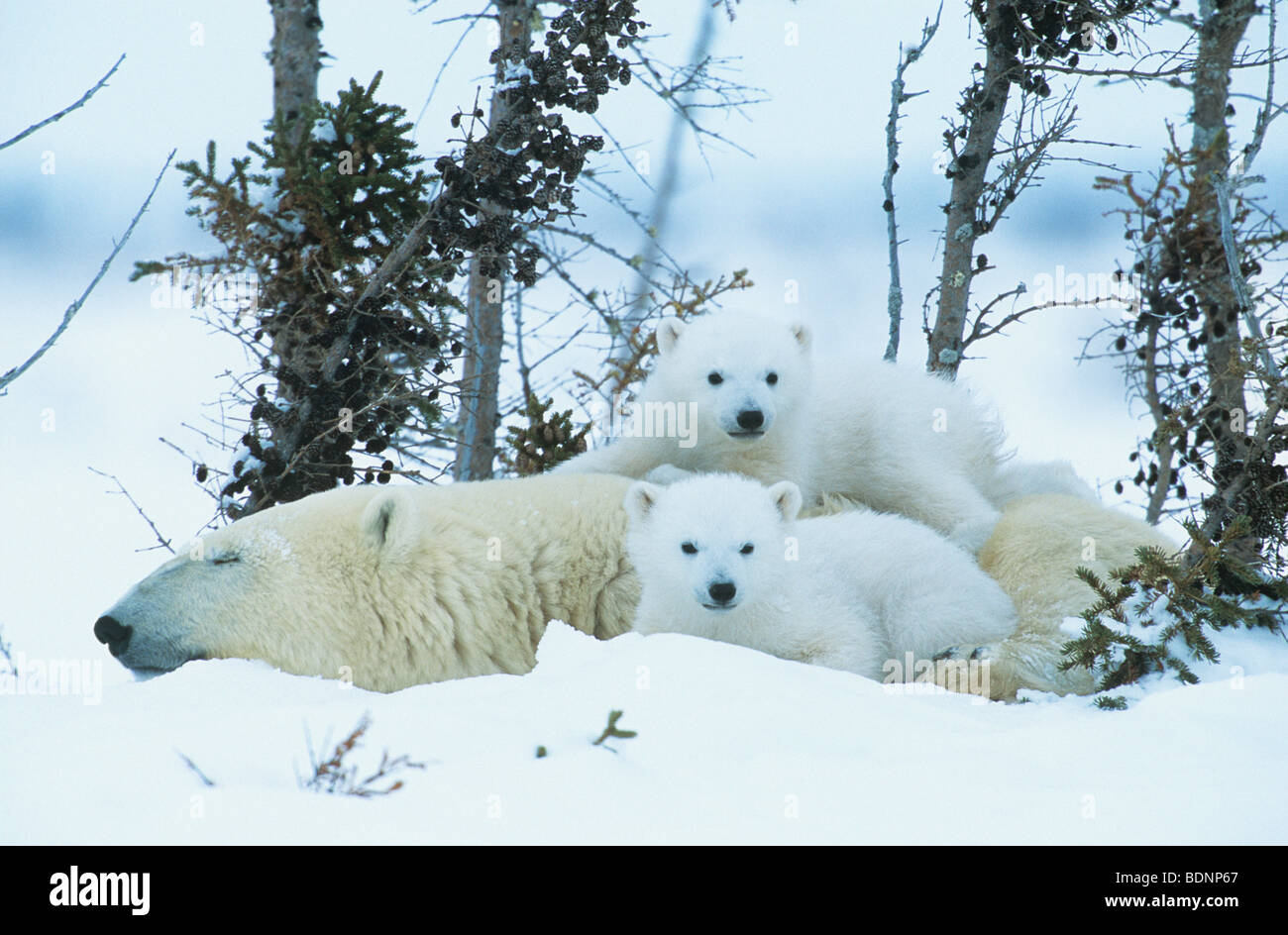 Polar Bear cubs con la madre nella neve, Yukon Foto Stock