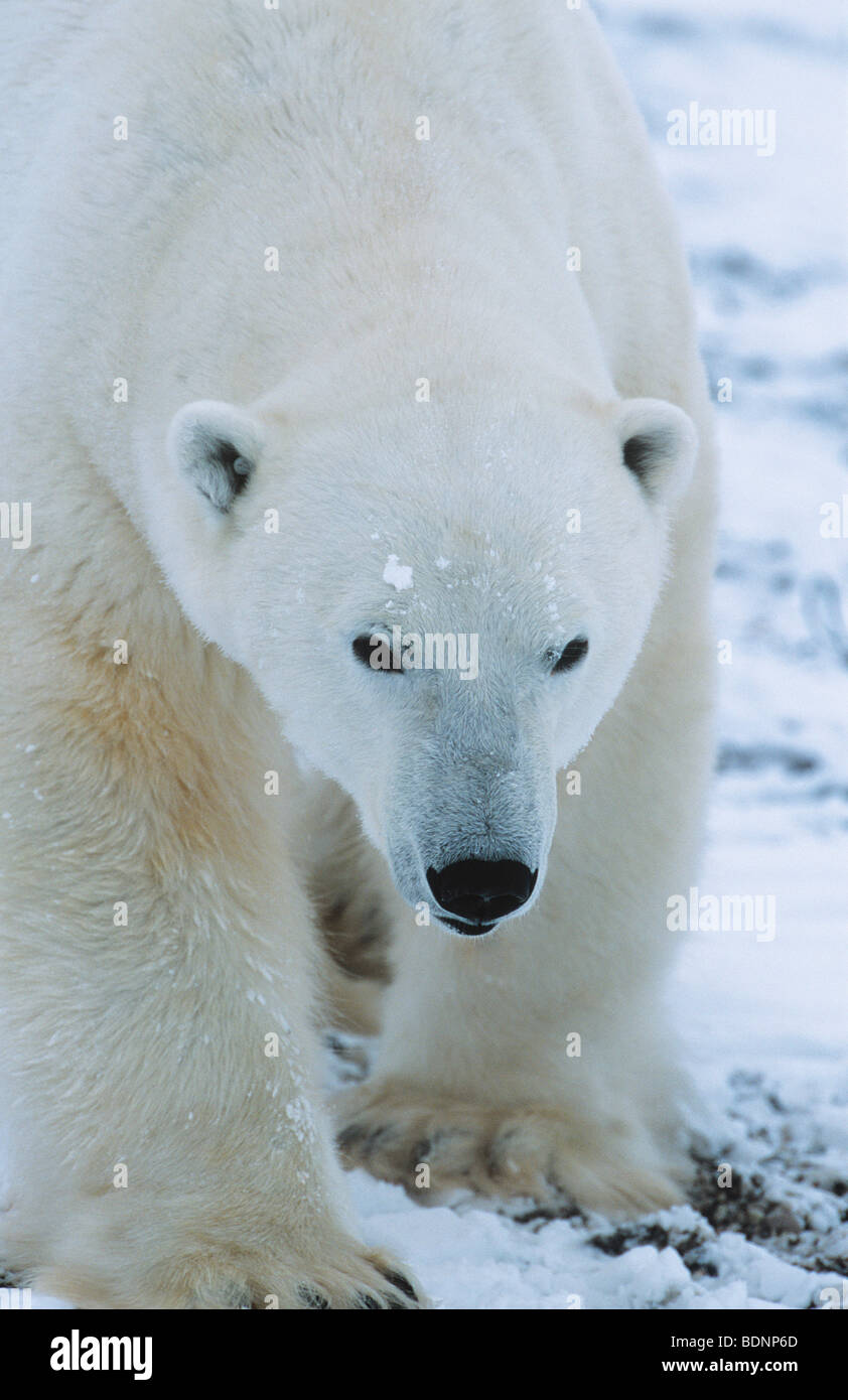 Orso polare a piedi nella neve, Yukon Foto Stock