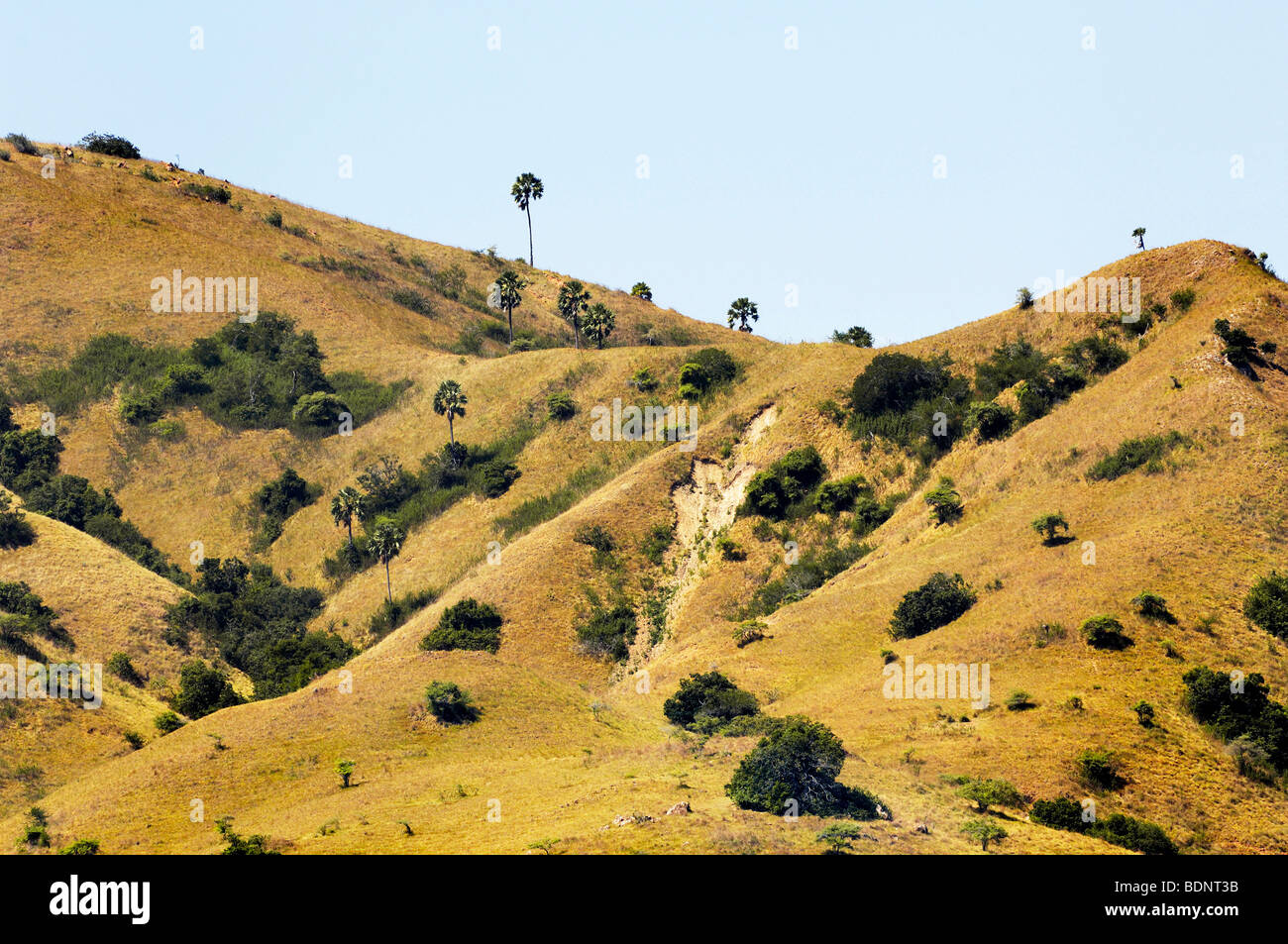 Asian palmyra palms (Borassus flabellifer) Parco Nazionale di Komodo, Indonesia, sud-est asiatico Foto Stock