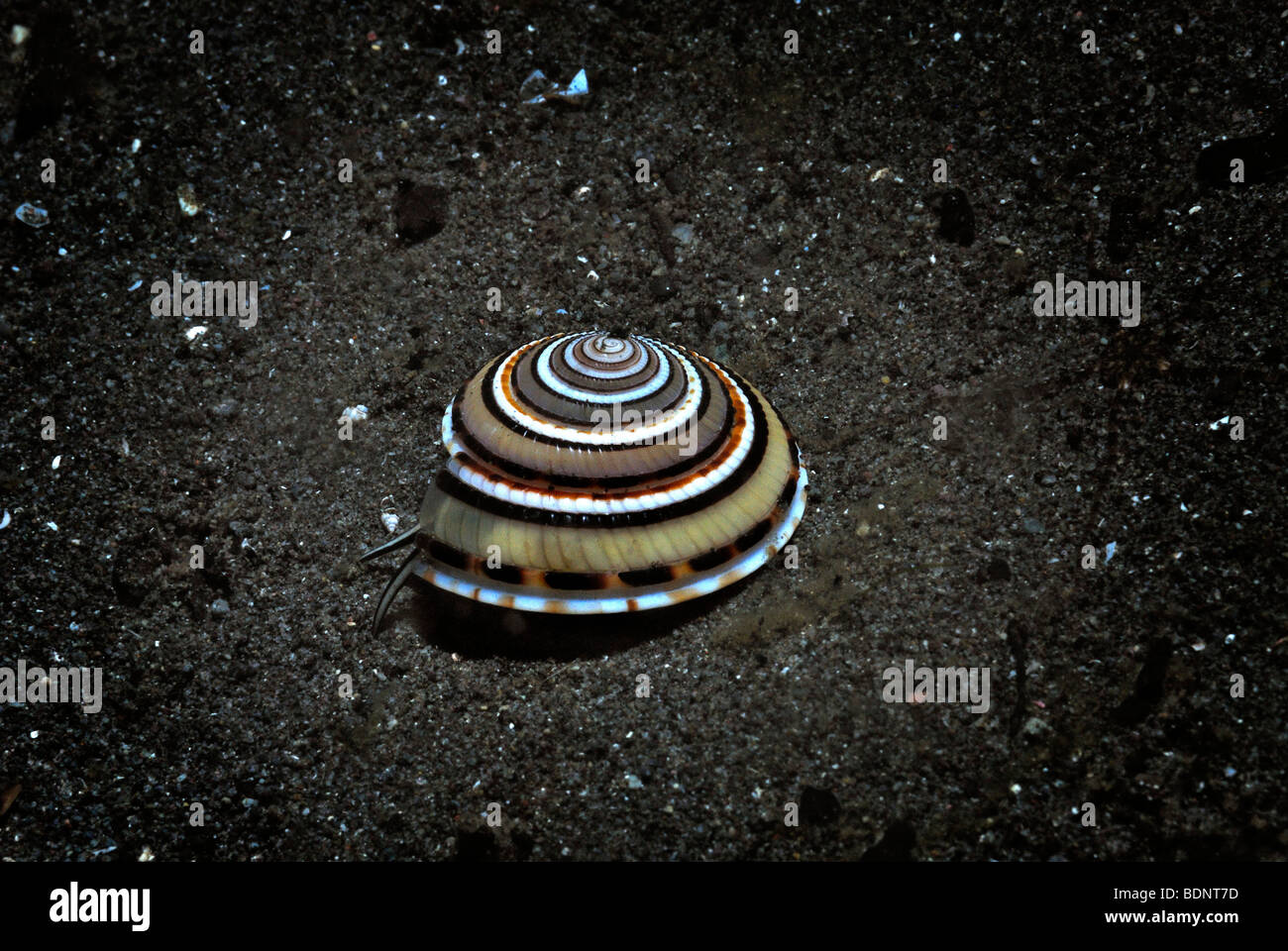 Prospettiva Sundial Shell (Architectonica perspectiva), il Parco Nazionale di Komodo, Indonesia, sud-est asiatico Foto Stock