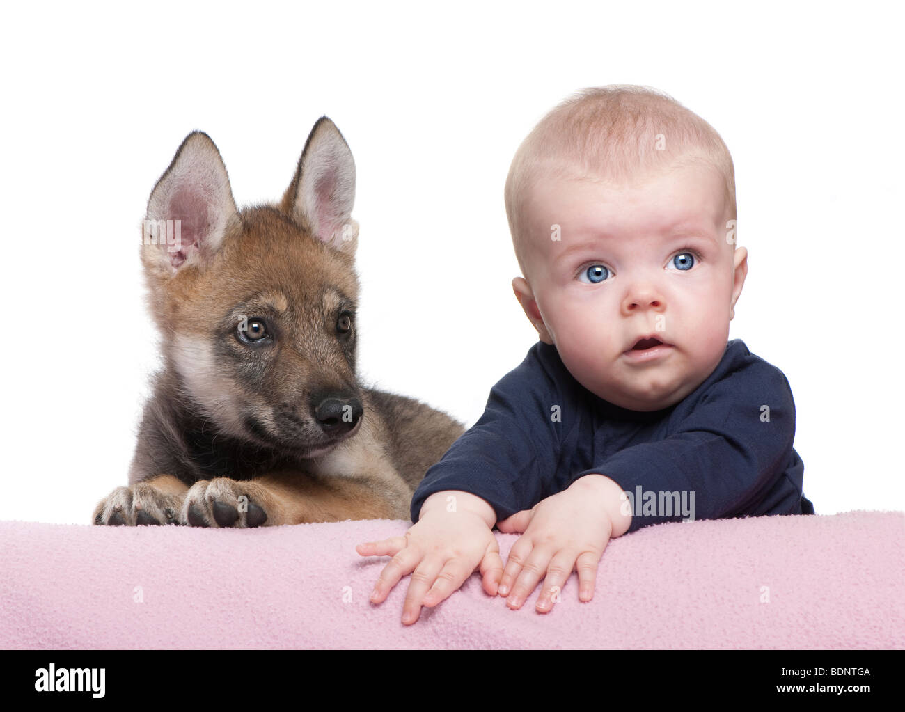 Ritratto di bambino con il giovane lupo europea di fronte a uno sfondo bianco, studio shot Foto Stock