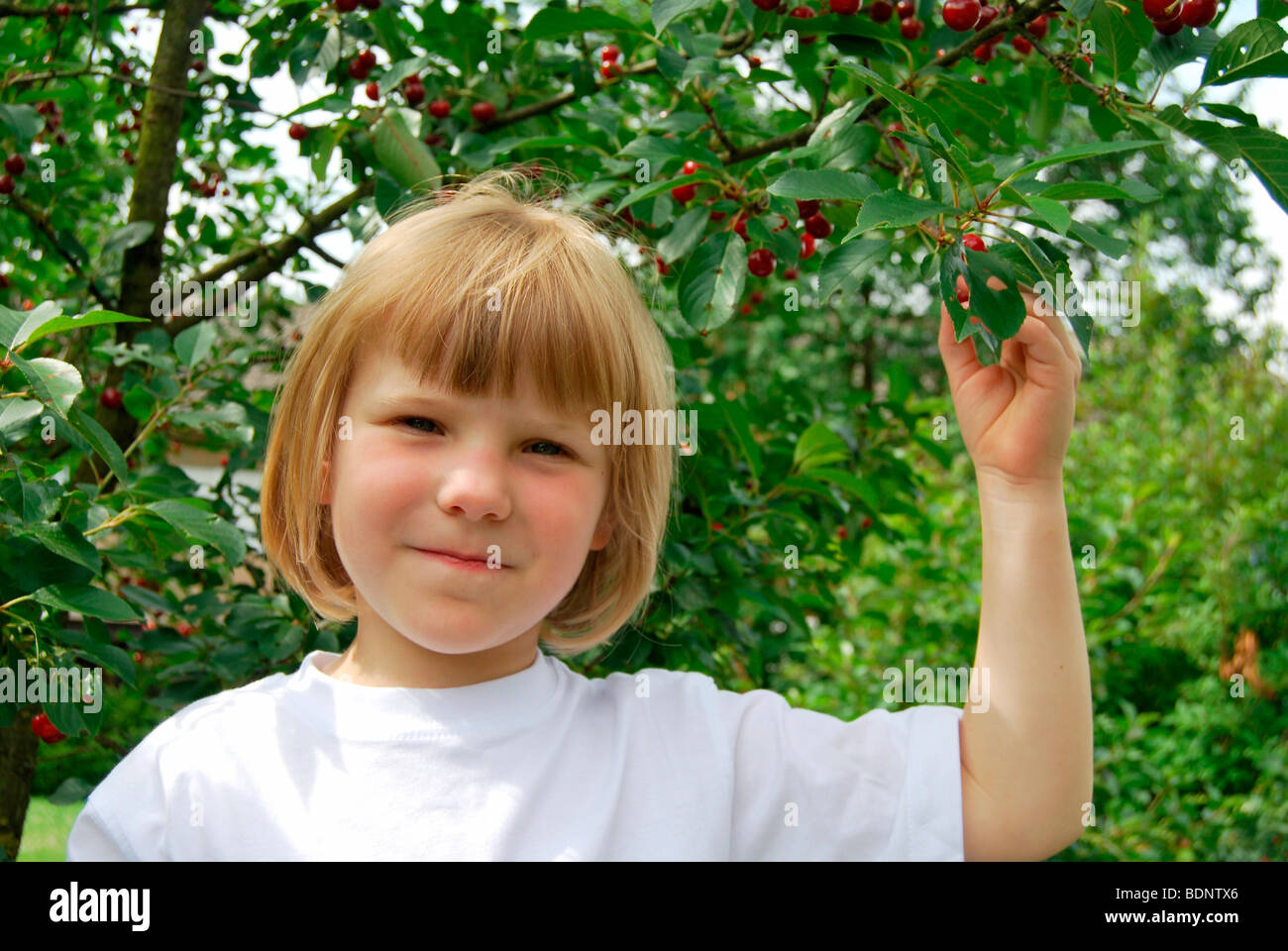 Ragazza bionda, 5 anni sotto un albero ciliegio, di ciliege acide (Prunus cerasus) Foto Stock