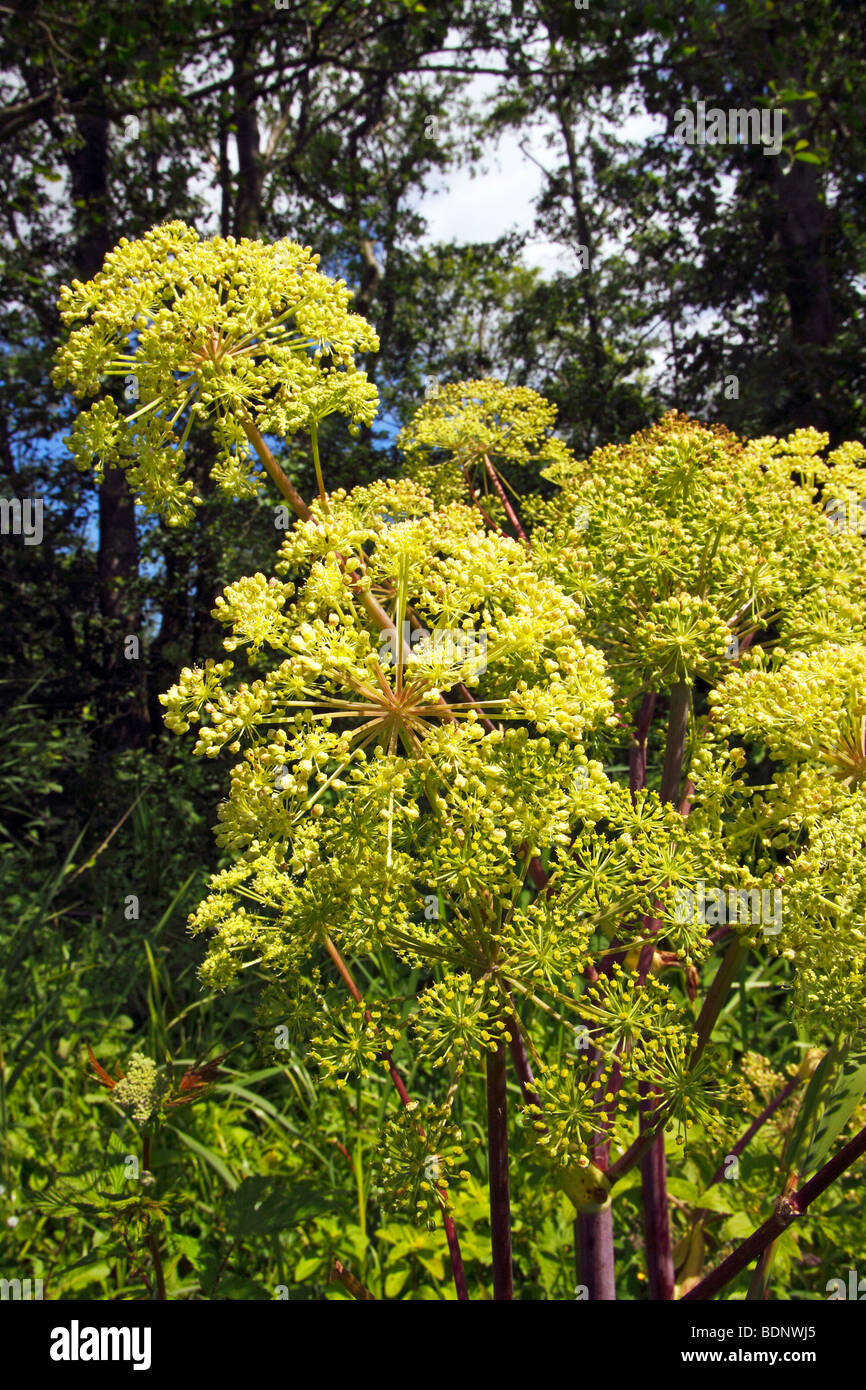 L'Angelica (Angelica archangelica) (Angelica officinalis), pianta medicinale, foreste alluvionali presso l'argine del fiume Peen Foto Stock