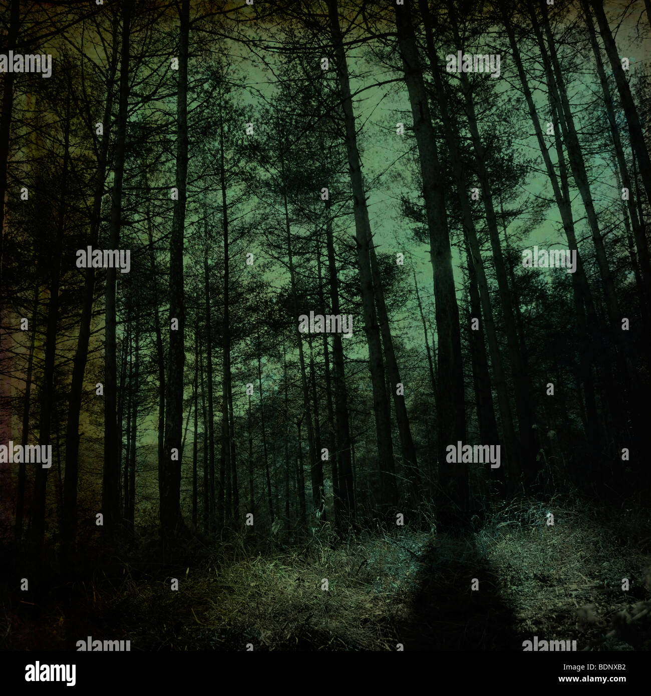 Un legno scuro con alberi di pino Foto Stock