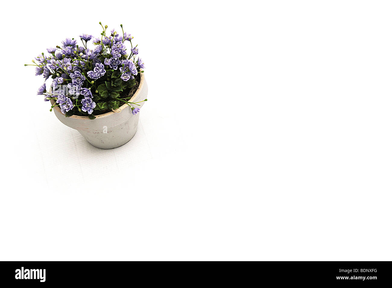 Fiori viola in pentola su sfondo isolato Foto Stock
