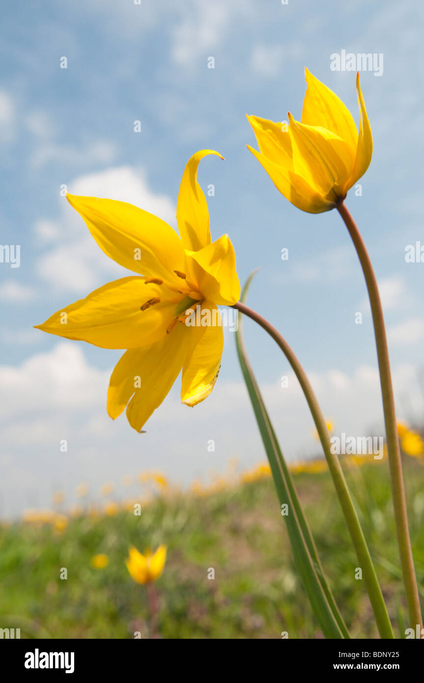 Tulipano selvatico (Tulipa sylvestris), fioritura. Foto Stock