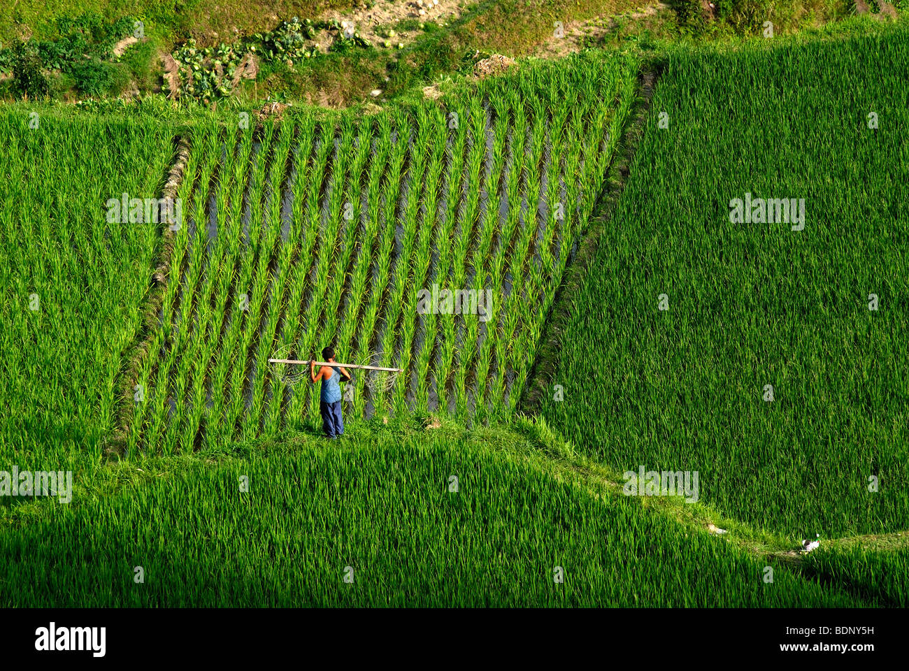 Membri della minoranza Miao a lavorare nelle terrazze di riso Xijiang, Guizhou, Cina del Sud, la Cina, Asia Foto Stock